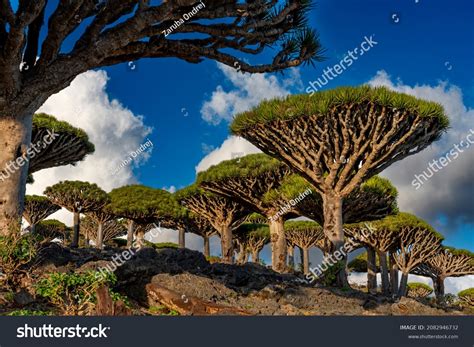 Exotic Unique Socotra Dragon Tree Dracaena Stock Photo 2082946732 ...