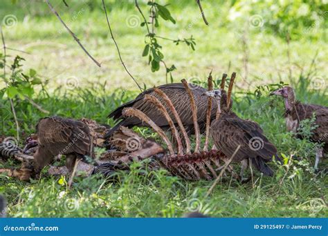 Vultures eating a carcass stock image. Image of nature - 29125497