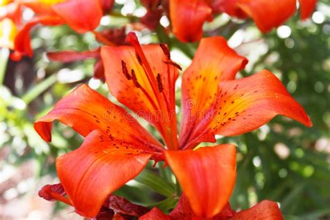 Flower, Lily, Plant, Orange Lily Picture. Image: 133774602