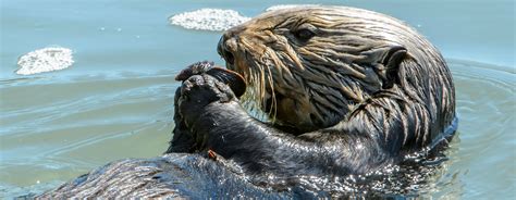 The Rippling Effects of a Trophic Cascade | Saving Earth | Encyclopedia ...