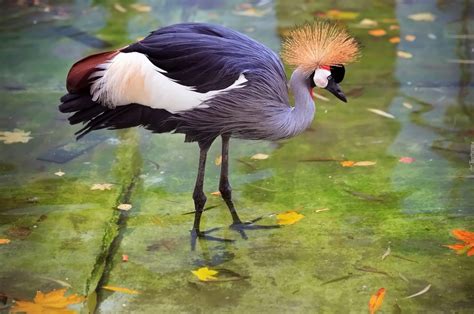 Grey Crowned Crane Picture - Image Abyss