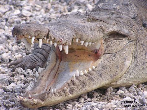 Species Spotlight – January 2014: American Crocodile — The Wildlife ...