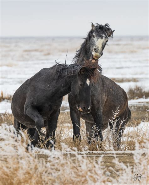 Onaqui Wild Horses in Snow | Photography of Wild Horses - Onaqui Herd