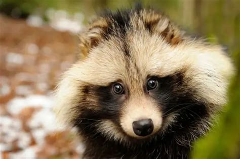 Raccoon or Dog? Tanuki Is a Bit of Both - 12 Pictures - Animal's Look