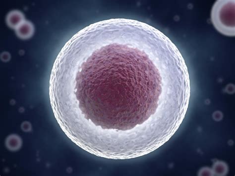 Cell Nucleus - Biology Wise