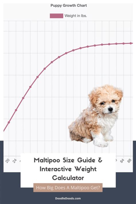 Maltipoo Size Chart With 11,700+ Maltipoo Weight Data Points