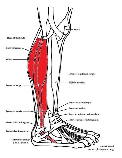 Lower Leg, Ankle & Foot