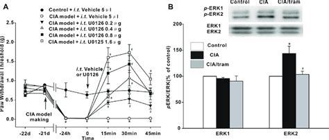 Involvement of ERK in the central mechanism of hyperalgesia from CIA.... | Download Scientific ...