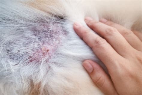 Black Skin Tag on Dog: The Ultimate Guide - PetDT