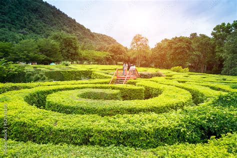 Soft focus of green plant maze wall with tourist on the stair raise the ...