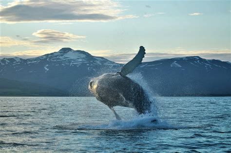 Classic Whale Watching Cruise in Akureyri, Iceland