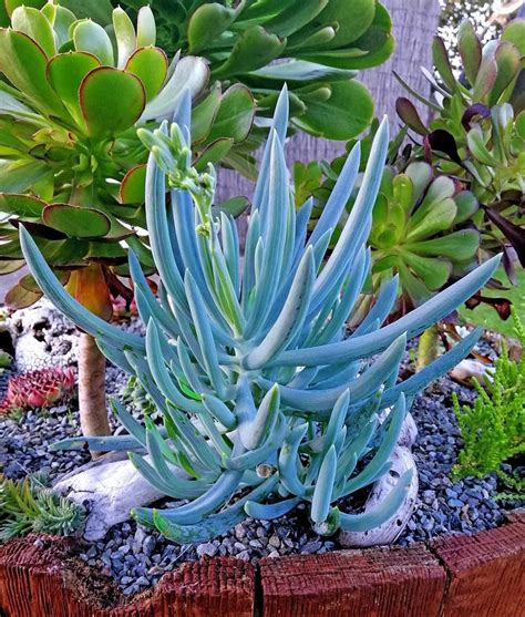 10+ Succulent Plants For Outdoors – ZYHOMY