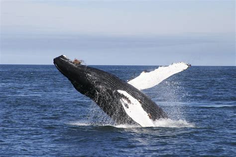 Ultimate Guide to Whales in Iceland | Perlan