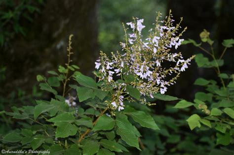 Elegant Desmodium (Desmodium elegans) · iNaturalist