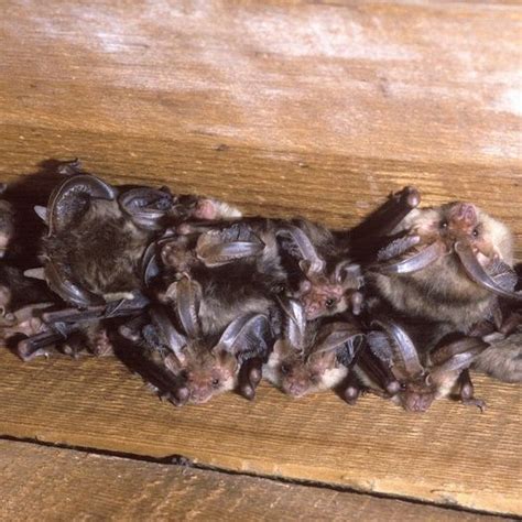 Police remind public that it is an offence to damage a bat roost even ...