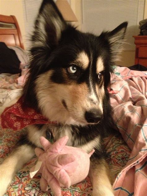 Pin by Rachel on aMinals! | Husky collie mix, Northern inuit dog, Border collie husky mix