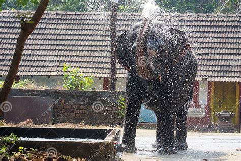 Elephant Spraying Water in the Elephant Sanctuary, Guruvayoor Editorial ...