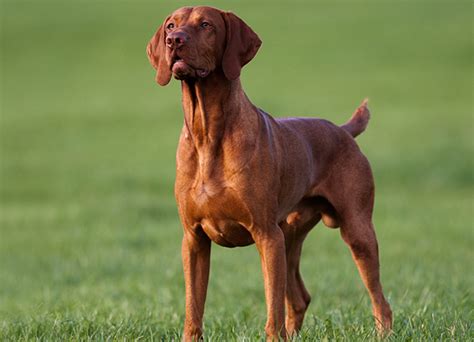 Hungarian Vizsla | Dog Breeds Facts, Advice & Pictures | Mypetzilla UK