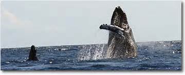 Whale Watching on Molokai - Guaranteed You'll See Humpback Whales ...