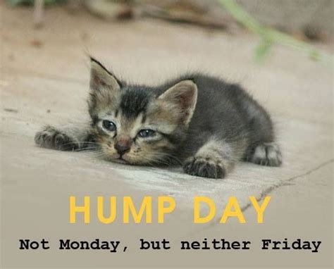 Happy Hump Day! Here's an awwww moment. - Hump Day. Not Monday, but neither Friday. | Funny cat ...