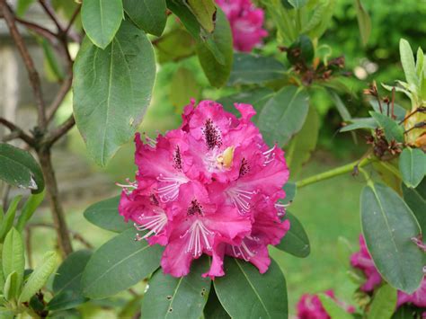 Rhododendron catawbiense ? | Catawba- Rhododendron ? | Flickr