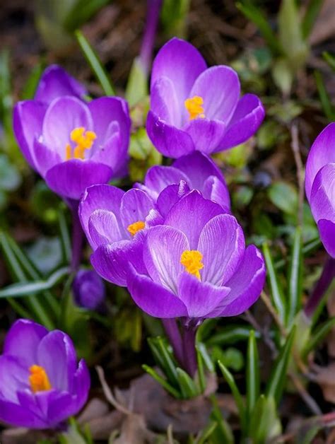 18 Purple Spring Flowers | Balcony Garden Web