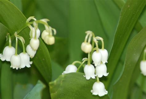 Lily of the Valley: Plant Care & Growing Guide