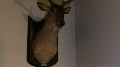 Buck the Singing deer “Rawhide” - YouTube