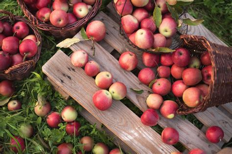 Five Apple Orchards You Should Visit in Texas This Fall | Houstonia ...