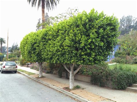 Trees of Santa Cruz County: Ficus microcarpa nitida - Indian Laurel