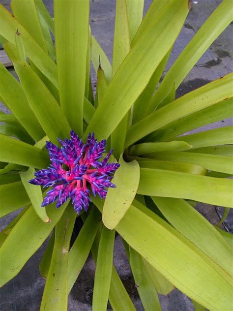 The Rainforest Garden: Acres of Bromeliads at the Tropiflora Fall Festival