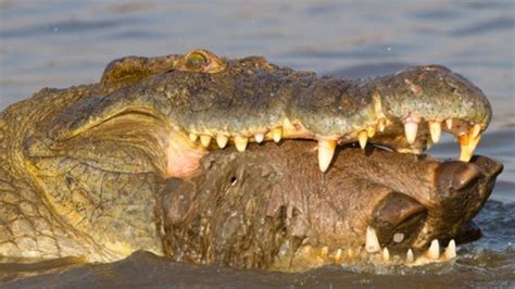 Crocodile eating a hippo foot : r/natureismetal