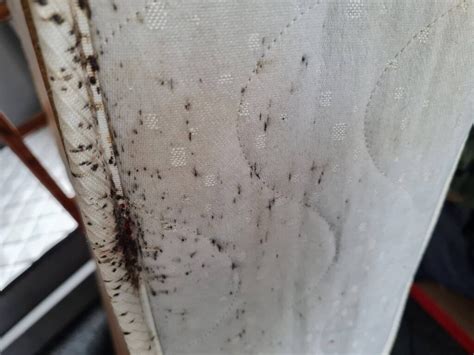 How Do You Check Your Mattress for Bed Bugs? - Toxic Respond Pest Control