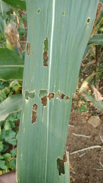 What is the name of this type of diseases in maize. | Community | Plantix