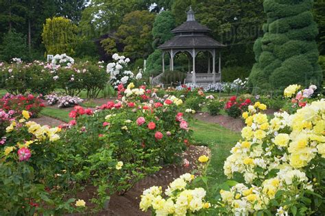 WA, Seattle, Roses in bloom and gazebo at the Rose Garden at the ...