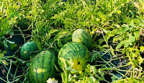 How To Tell If A Watermelon Is Ripe For Harvest - Hobby Farms