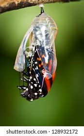 934 Pupa Hatch Images, Stock Photos & Vectors | Shutterstock