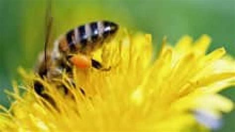 Bee pollen supplements pose deadly allergy hazard | CBC News