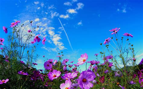 🔥 [60+] Flower Field Wallpapers | WallpaperSafari