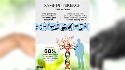 Explainer | Genetic similarity between humans and other life forms