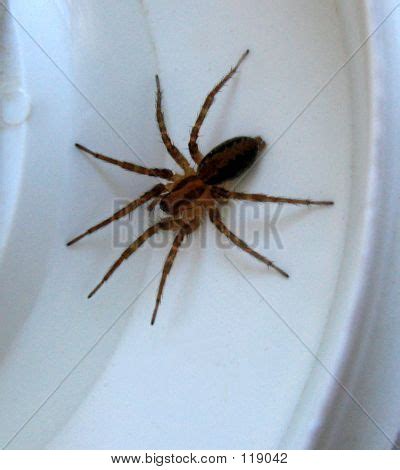 Brown House Spider Image & Photo (Free Trial) | Bigstock