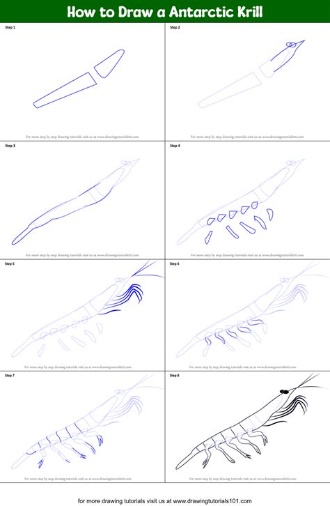 How to Draw a Antarctic Krill (Antarctic Animals) Step by Step | DrawingTutorials101.com