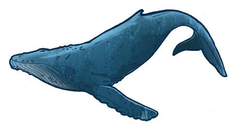 Download High Quality whale clipart humpback Transparent PNG Images ...