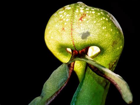 Carnivorous plant adaptations | Botanic Gardens of Sydney