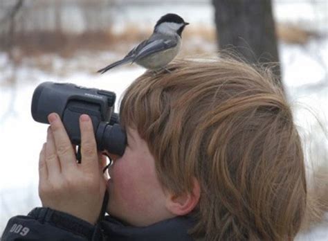 Bird Directory: 5 Tips for Successful Bird Watching