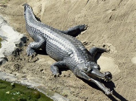 Gharial Facts and Pictures | Reptile Fact