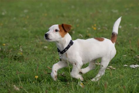 jack russell terrier razas de perros pequeños de pelo corto Bull ...