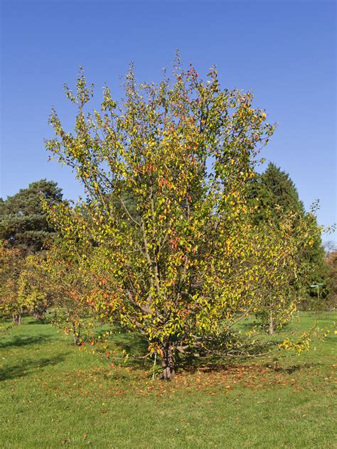 Malus sylvestris, the European crab apple, is a species of the genus ...