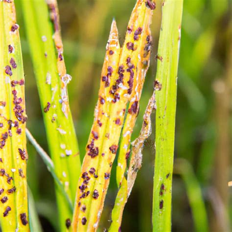 Rice Brown Spot Management in Paddy: Symptoms, Treatment, Chemical, Biological, Natural, and ...