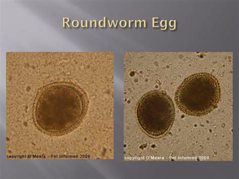 Roundworm Eggs